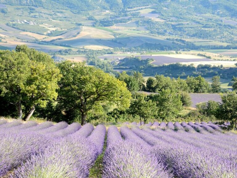 Drome Provençale – Charme et Secrets de terroir