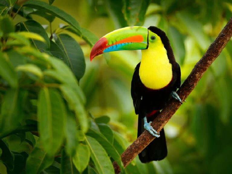 Écotourisme au Costa Rica : Réserves et Volcans