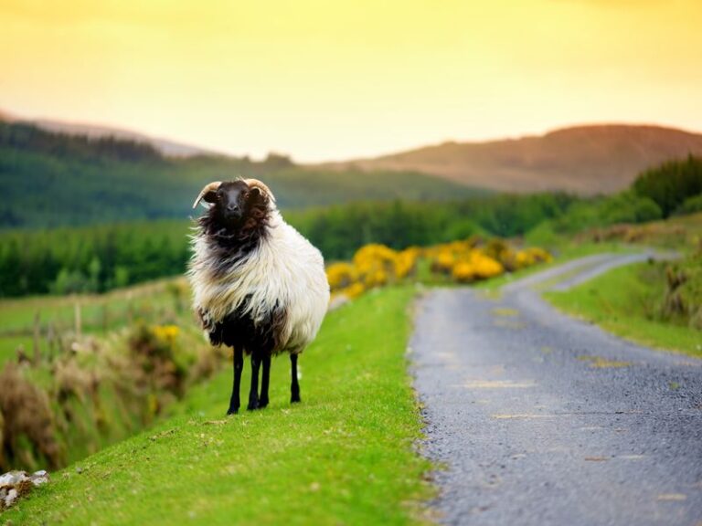 Évasion Gaélique Irlande