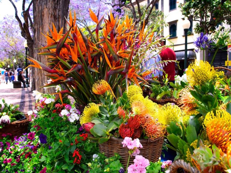 Madère, l’île aux fleurs