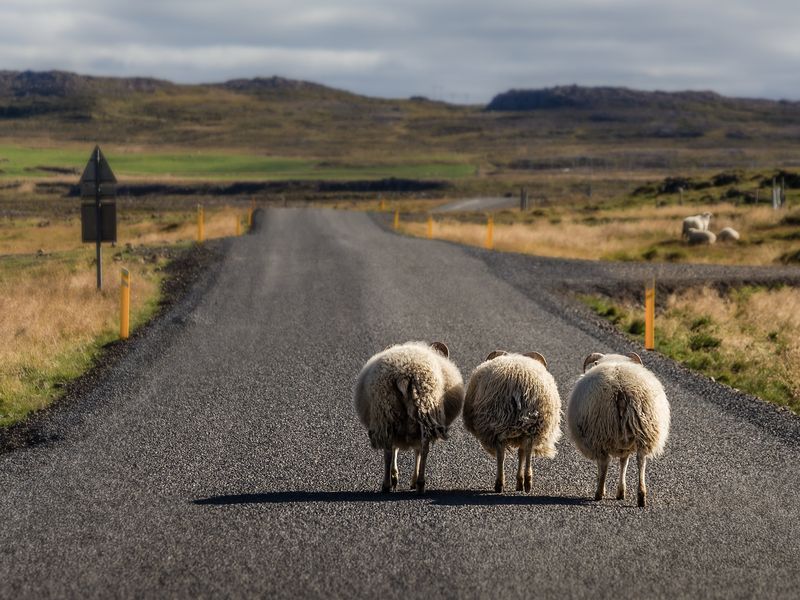 route d'Akureyri et ses moutons