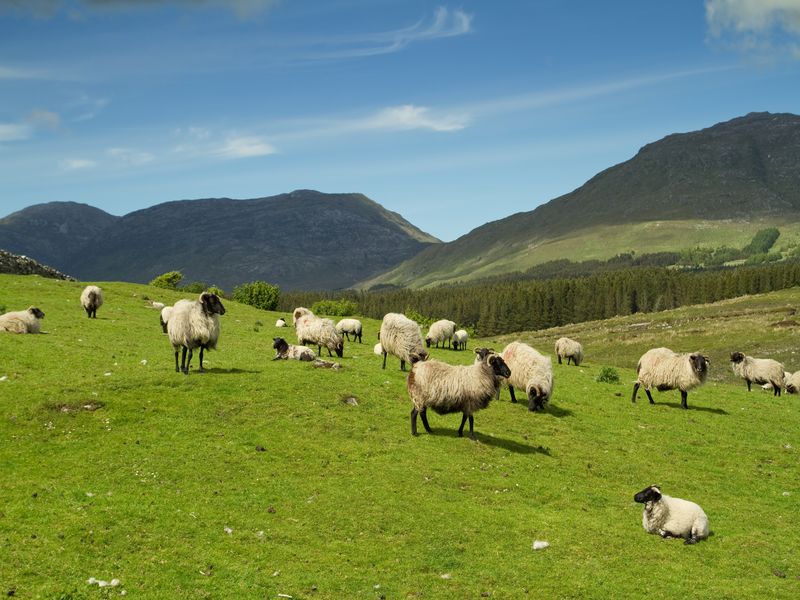 mouton dans un champ en irlande