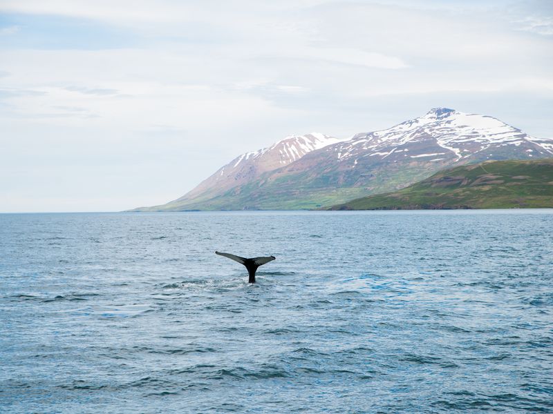 baleine qui sort de l'eau