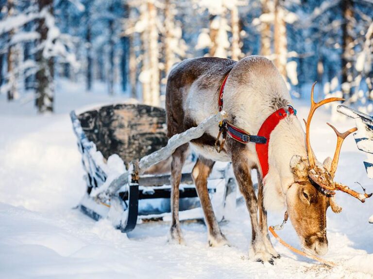 Réveillons de fin d’année en Laponie